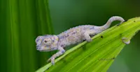 Chameleon, Madagascar