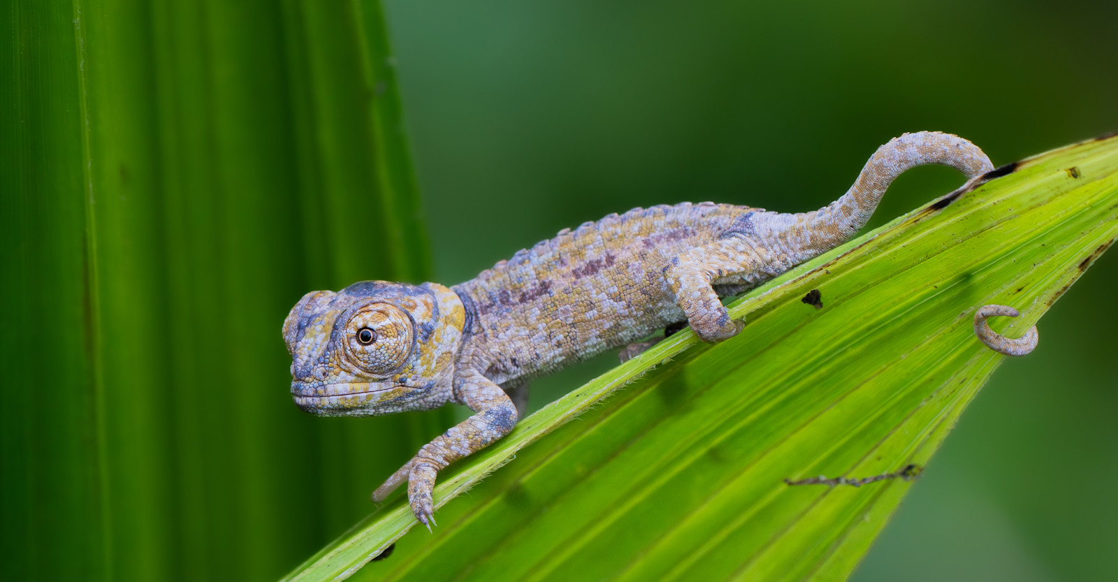 Chameleon, Madagascar
