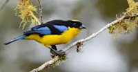 Blue-winged Mountain Tanager