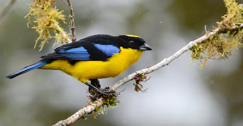 Blue-winged Mountain Tanager