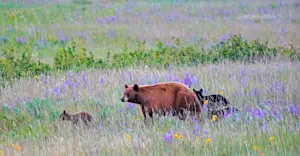 Cinnamon black bear family, Glacier National Park, Montana.