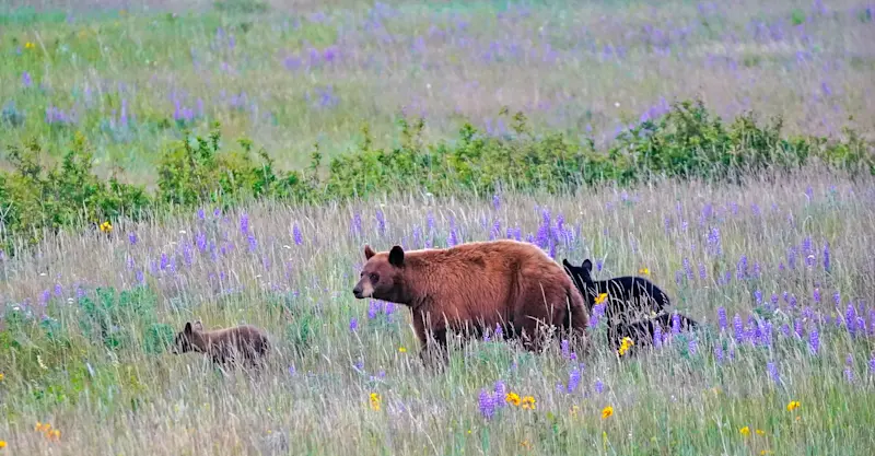 Cinnamon black bear family, Glacier National Park, Montana.