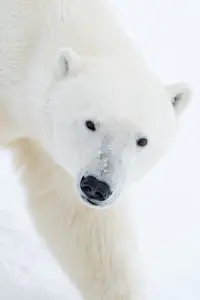 Polar bear, Churchill, Manitoba.