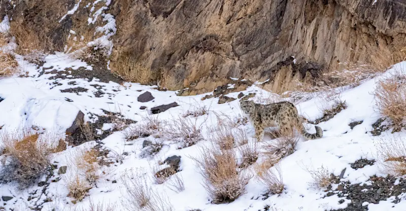 Snow leopard, Ladakh, India.