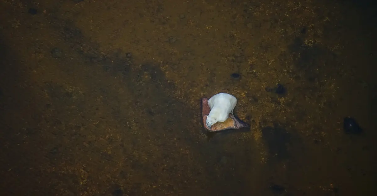 Aerial view of a polar bear in Hudson Bay.