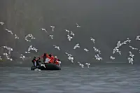Guests photograph Black-legged kittiwakes, Svalbard, Norway.