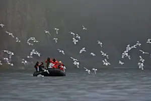 Guests photograph Black-legged kittiwakes, Svalbard, Norway.