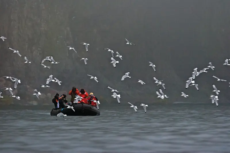 Guests photograph Black-legged kittiwakes, Svalbard, Norway.