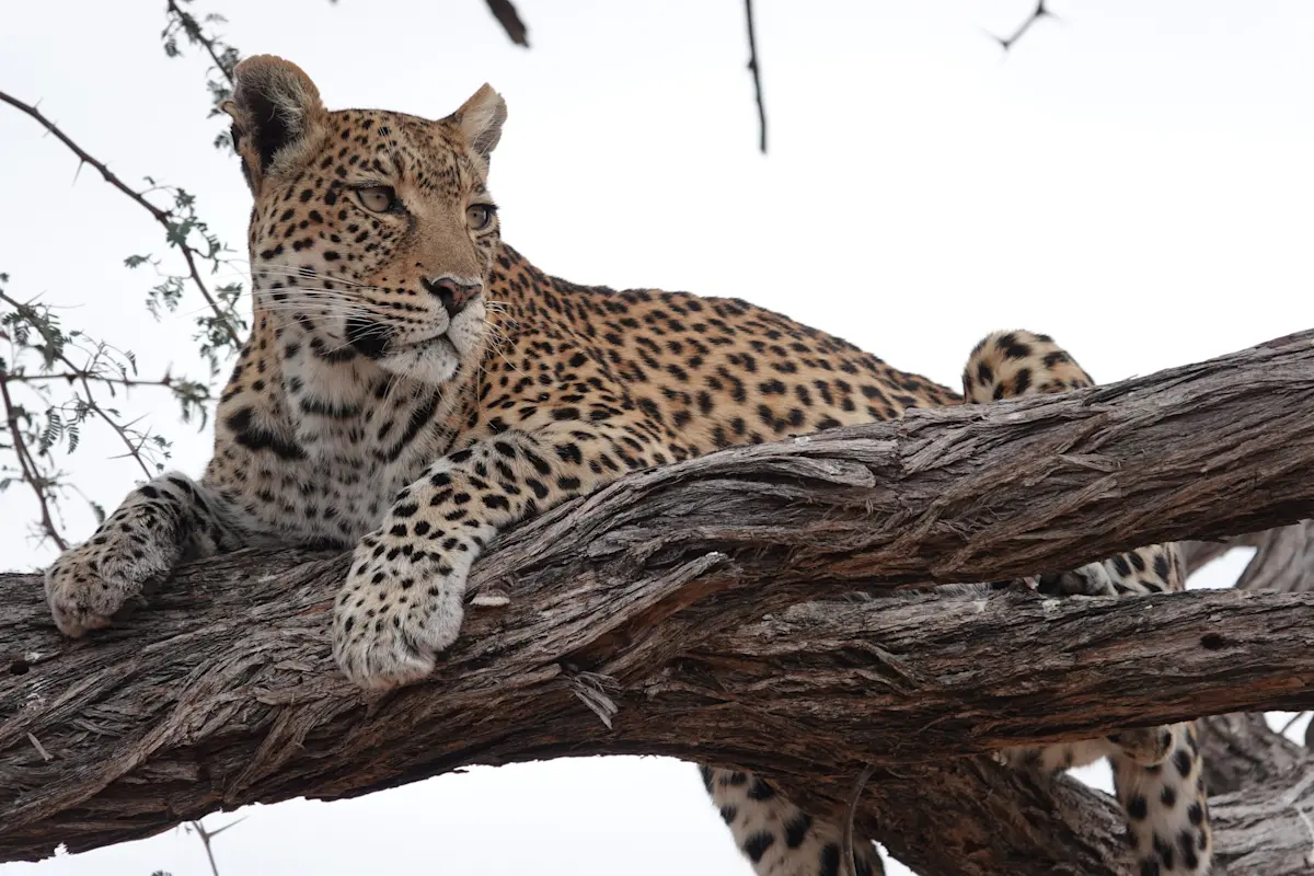 Experienced my favorite animal, the leopard at Camp Gomoti in Botswana. 