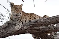 Experienced my favorite animal, the leopard at Camp Gomoti in Botswana. 