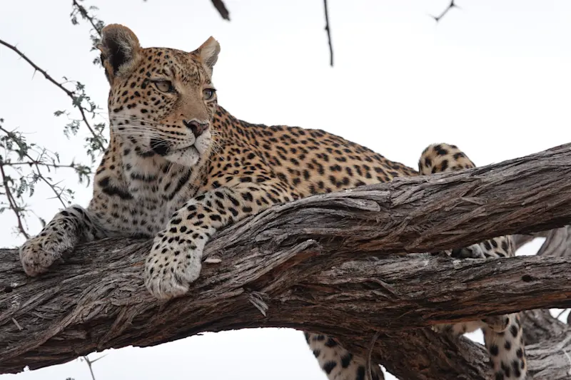 Experienced my favorite animal, the leopard at Camp Gomoti in Botswana. 