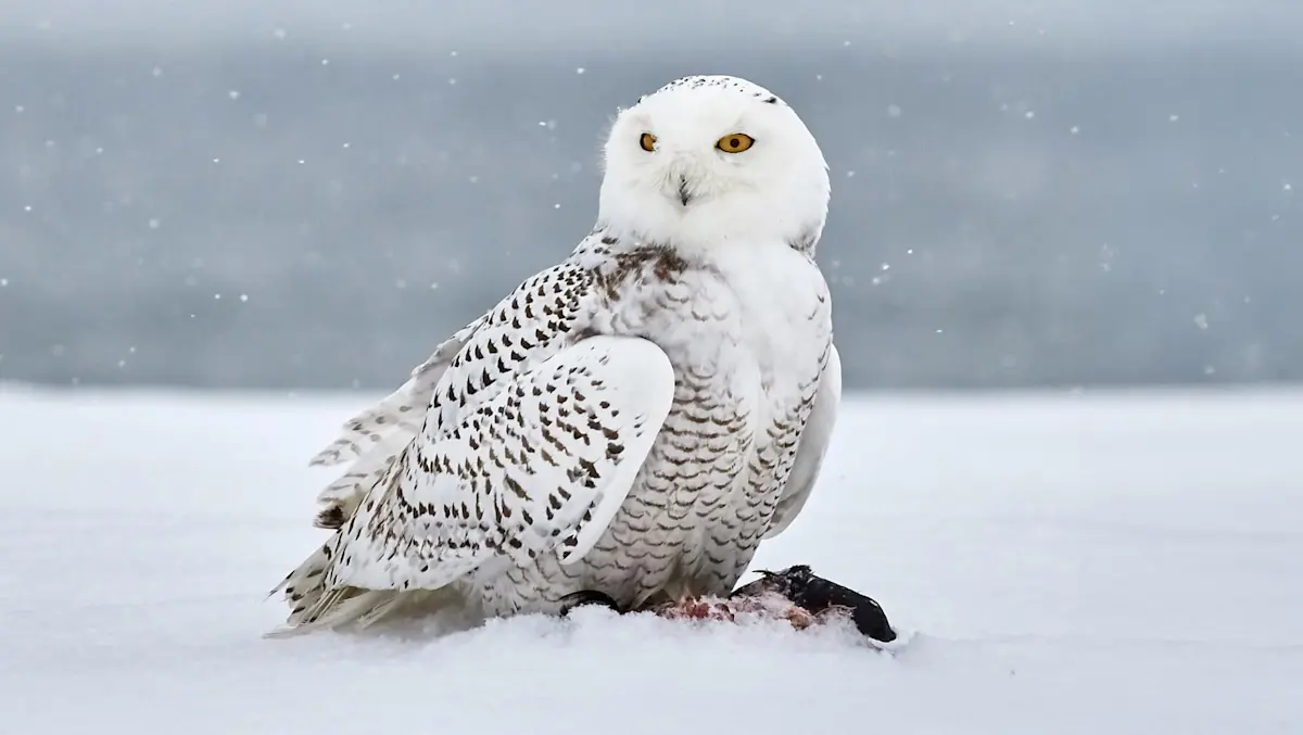 Snowy owl, Nunavut, Canada.