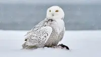 Snowy owl, Nunavut, Canada.
