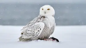 Snowy owl, Nunavut, Canada.