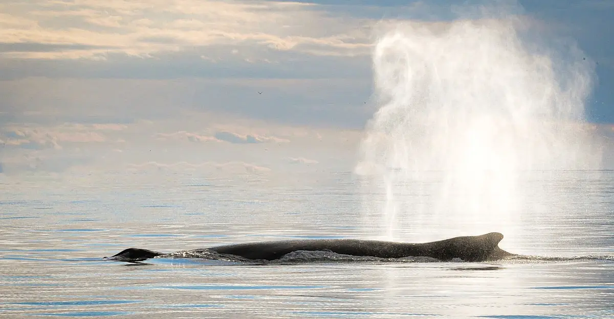 Whale, Canada