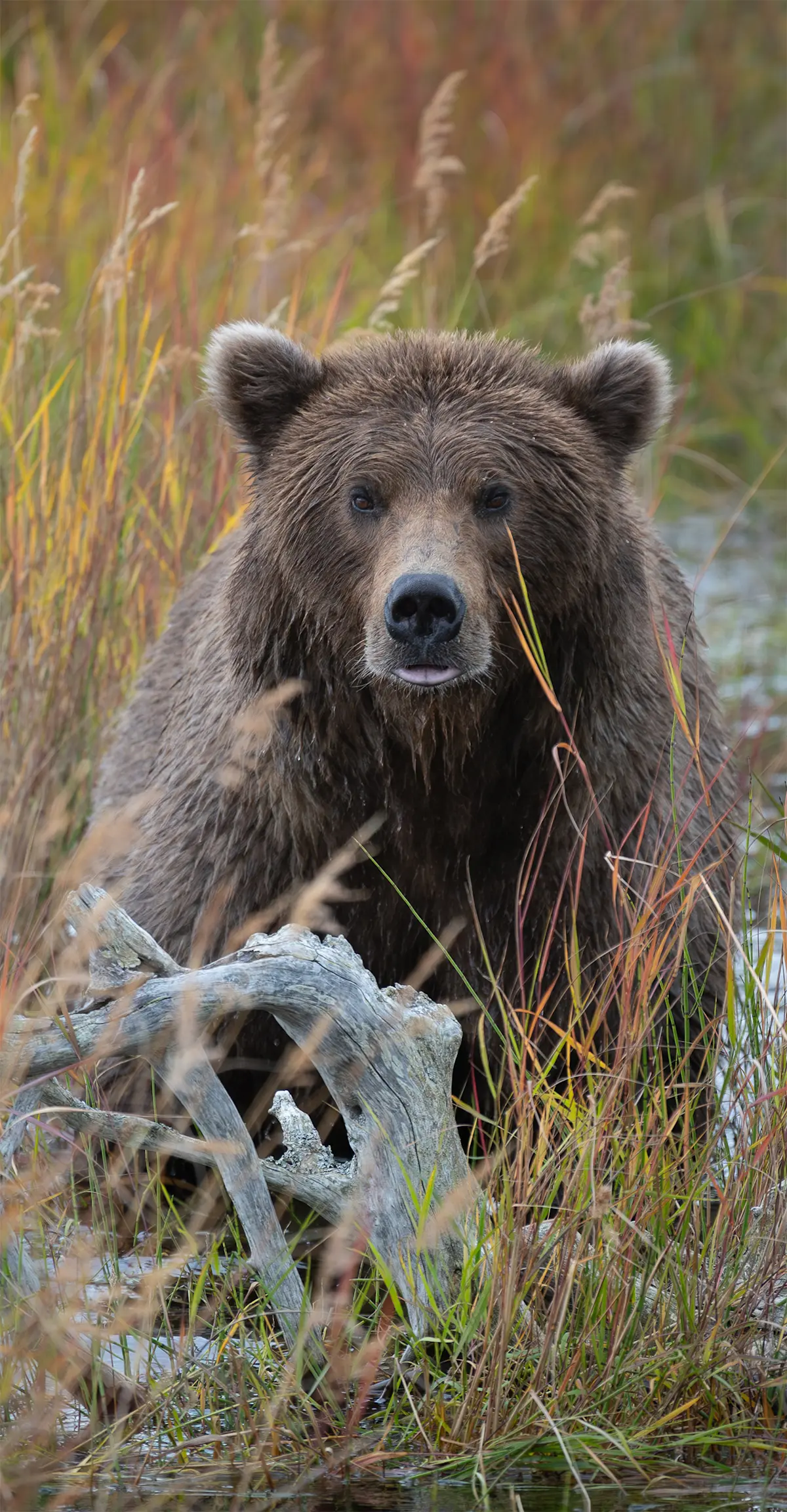 Katmai National Park, Alaska.