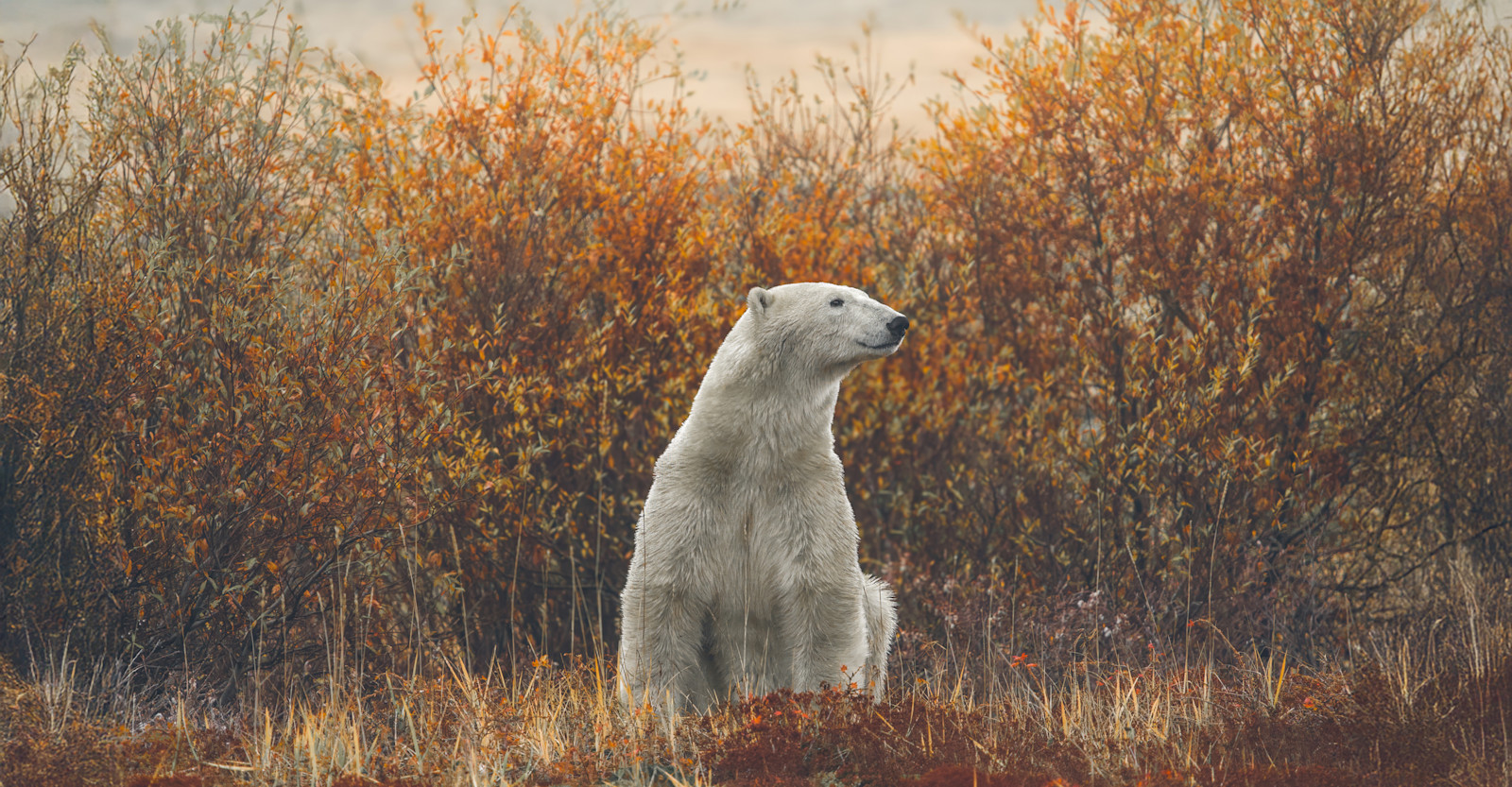 A peaceful moment in Churchill, Manitoba. 