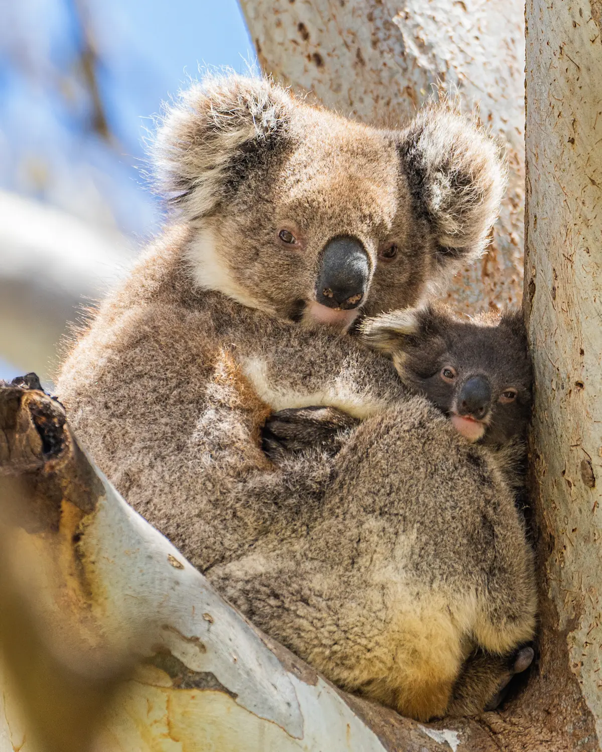 Koalas, Kangoroo Island, Australia.