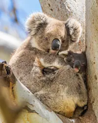 Koalas, Kangoroo Island, Australia.