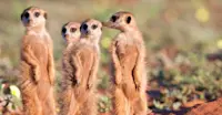 Meerkats, Tswalu Kalahari Reserve, South Africa.