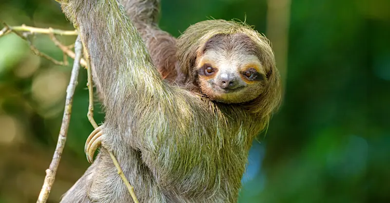 Sloth, Monteverde Cloud Forest, Costa Rica.