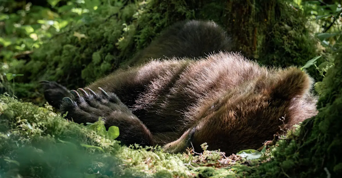 Bedded brown bear.