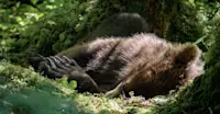 Bedded brown bear