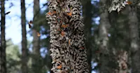 Monarch Migration, Mexico