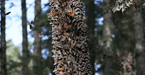Monarch Migration, Mexico