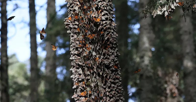Monarch Migration, Mexico