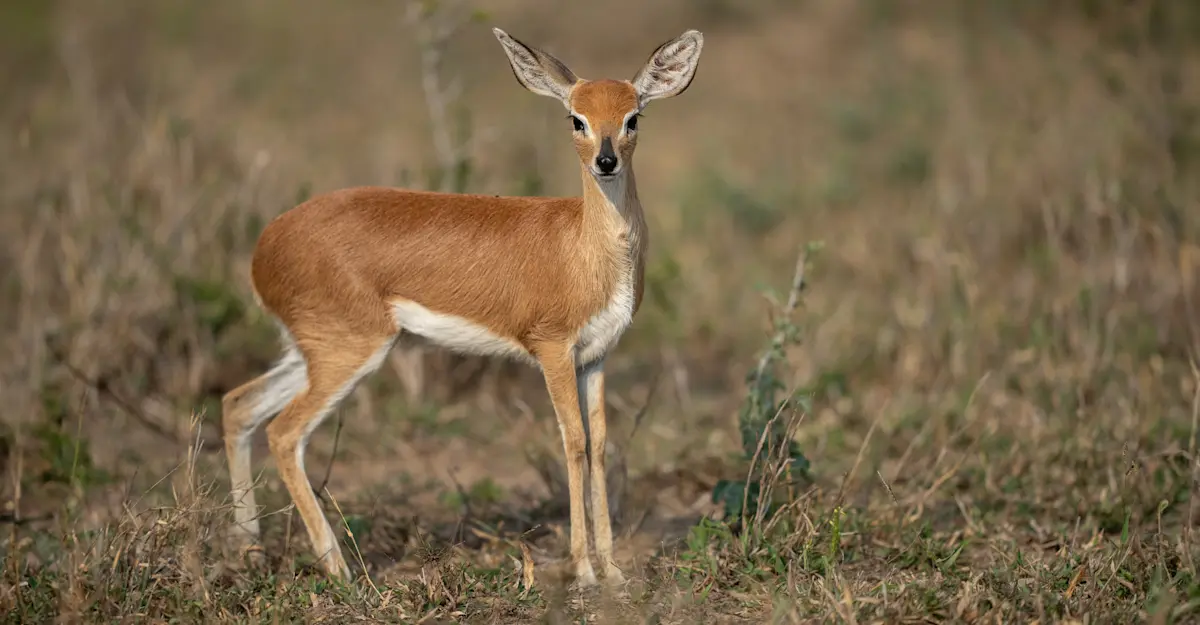 Steenbok, MalaMala Private Reserve, South Africa.