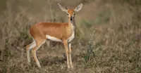 Steenbok, MalaMala Private Reserve, South Africa.
