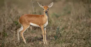 Steenbok, MalaMala Private Reserve, South Africa.