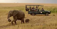 Nat Hab guests and elephants, Olderkesi Conservancy, Kenya.