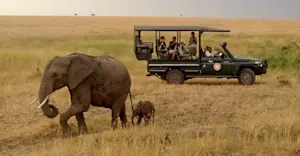 Nat Hab guests and elephants, Olderkesi Conservancy, Kenya.