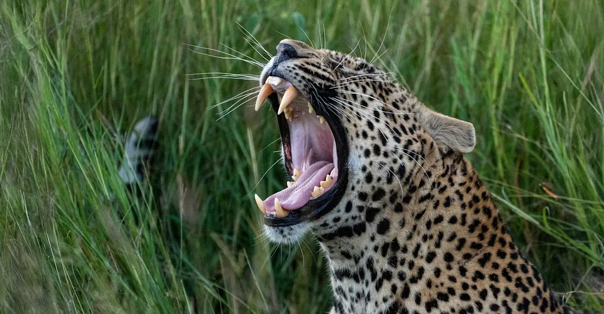 Leopard.