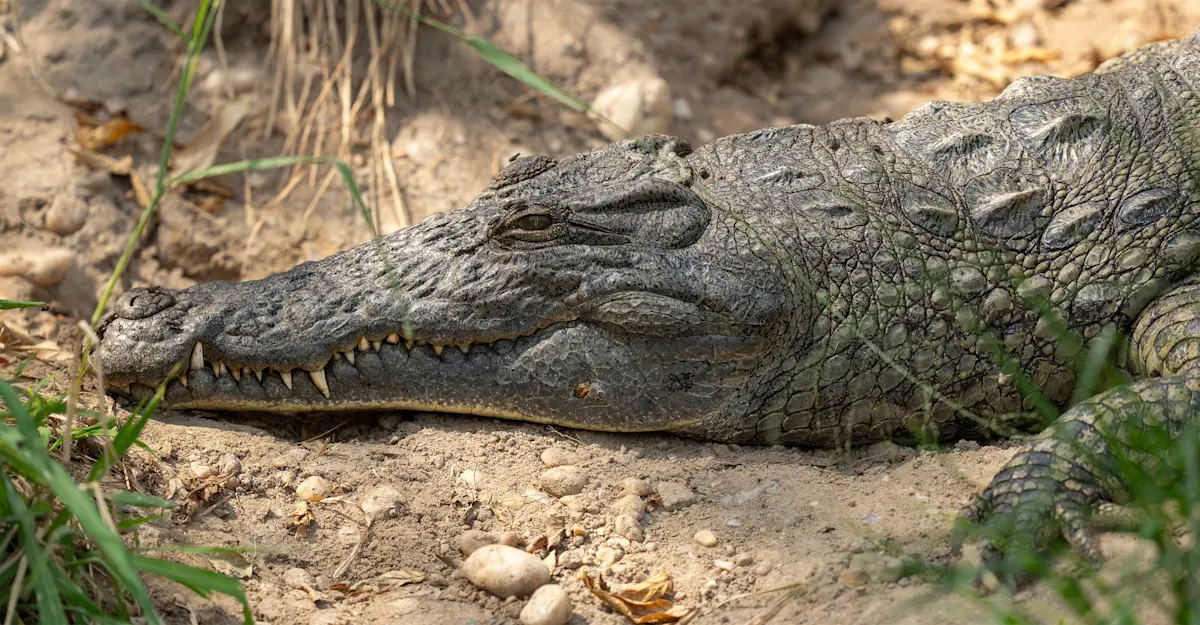 Crocodile, Zambezi River, Zambia.
