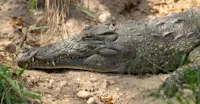 Crocodile, Zambezi River, Zambia.