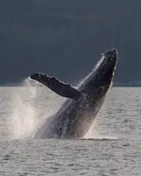 Humpback Whale, Canada