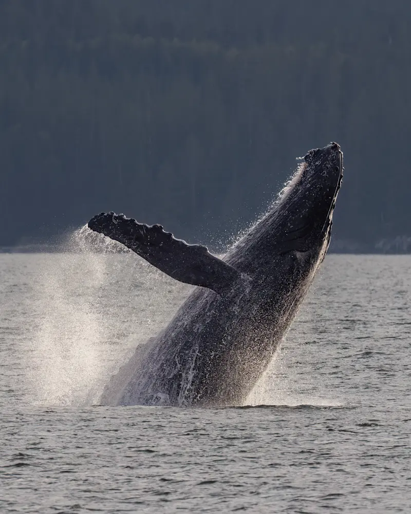 Humpback Whale, Canada