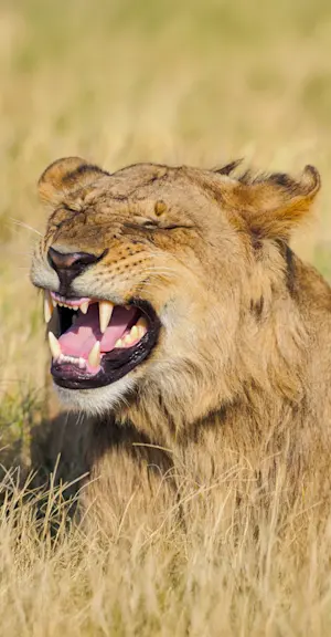 Lion