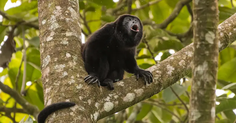 Howler monkey, Costa Rica.