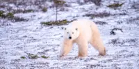 Polar bear, Churchill, Manitoba.