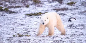 Polar bear, Churchill, Manitoba.