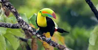 Keel-billed toucan, Tiskita Jungle Lodge, Punta Banco, Costa Rica.
