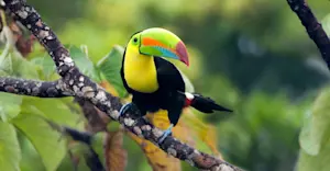 Keel-billed toucan, Tiskita Jungle Lodge, Punta Banco, Costa Rica.