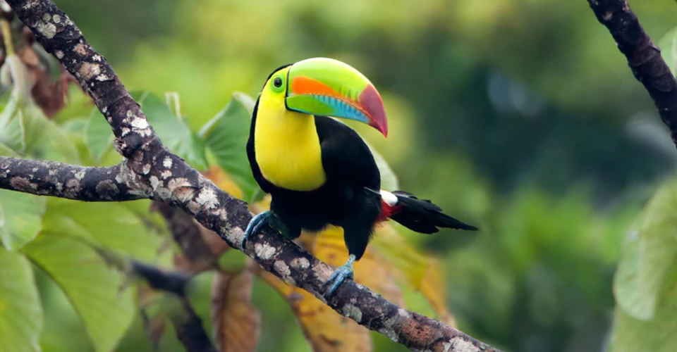 Keel-billed toucan, Tiskita Jungle Lodge, Punta Banco, Costa Rica.