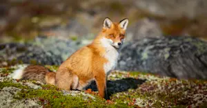 Red fox, Churchill, Manitoba, Canada. 