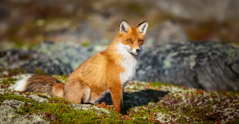 Red fox, Churchill, Manitoba, Canada. 