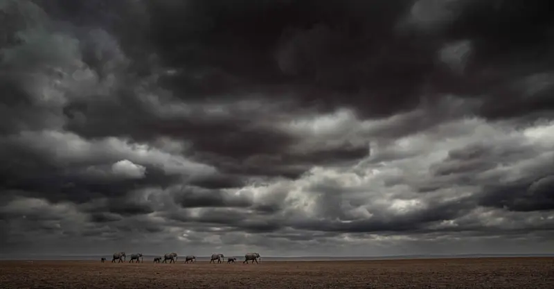 African Elephants, Kenya.
